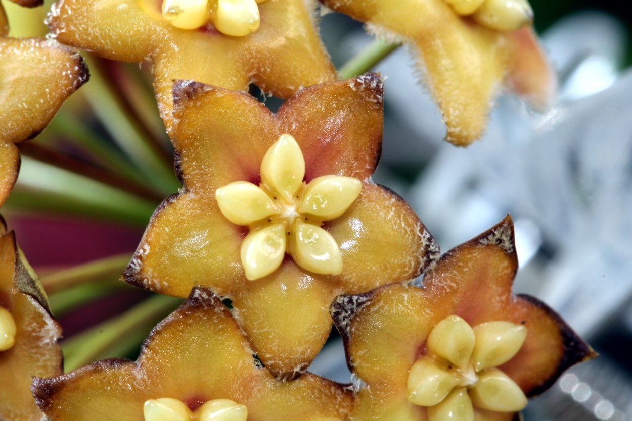 Хойя hainanensis