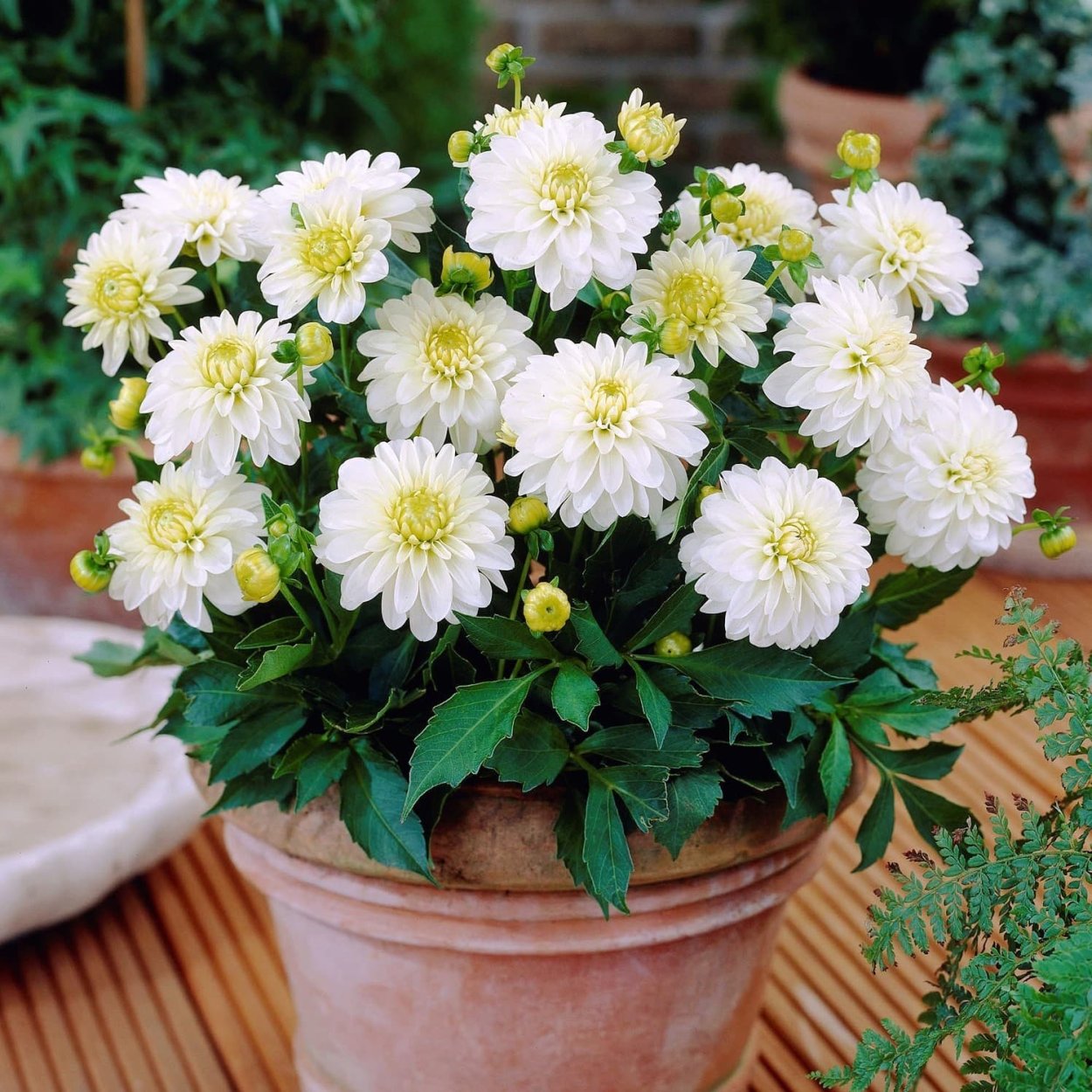 Георгин оранж Наггет