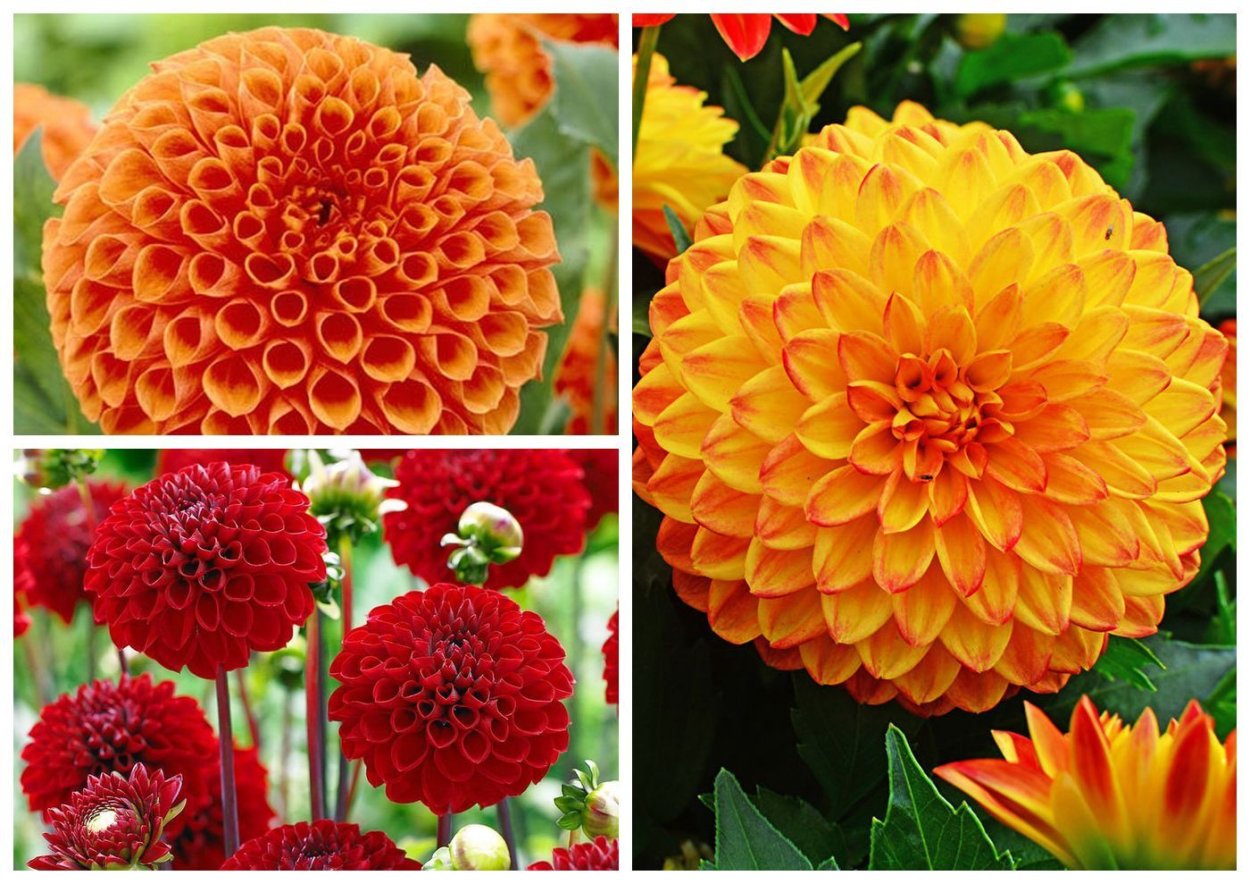 Бордюрные георгины многолетние