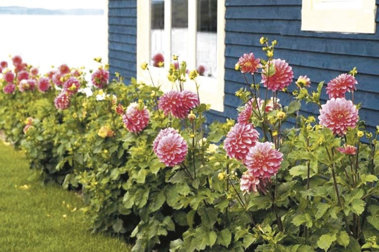 Георгина Саншайн