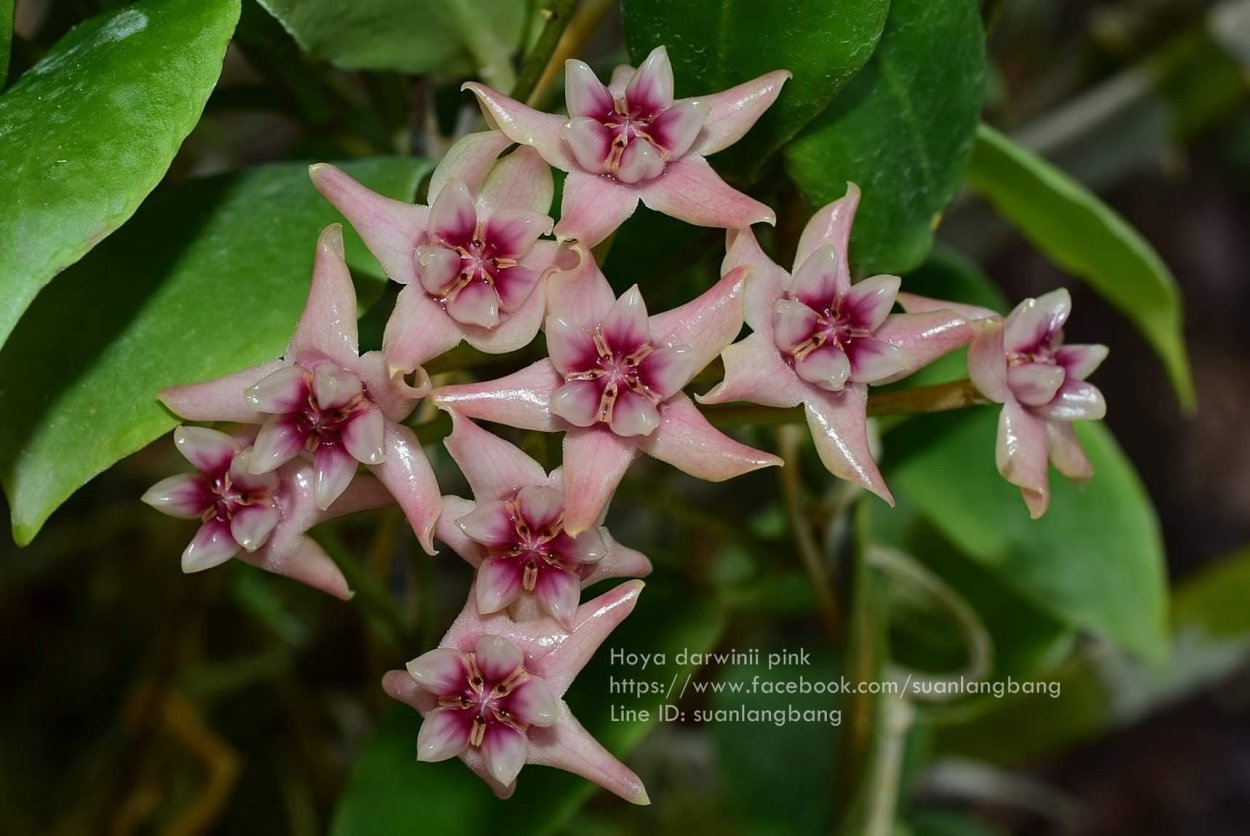 Darwinii Pink Хойя