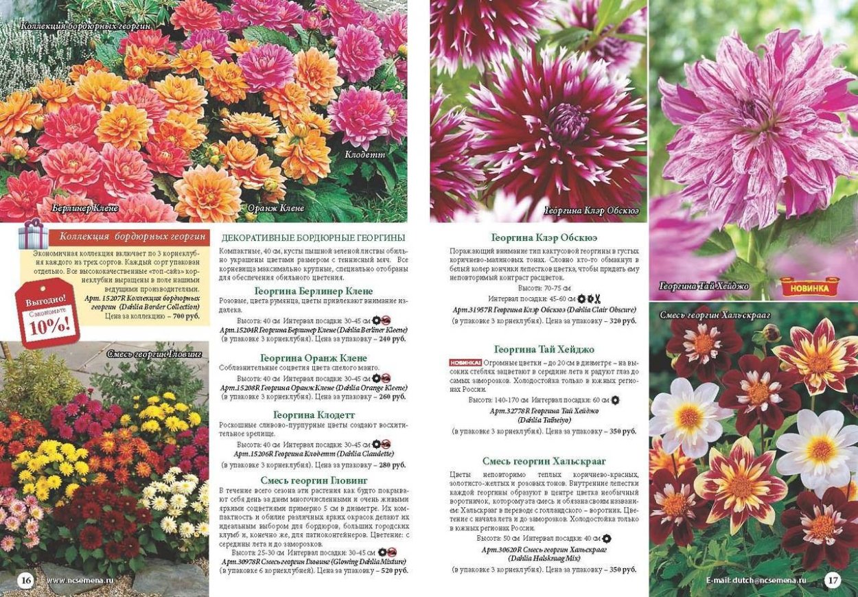 Георгин Берлинер Клине