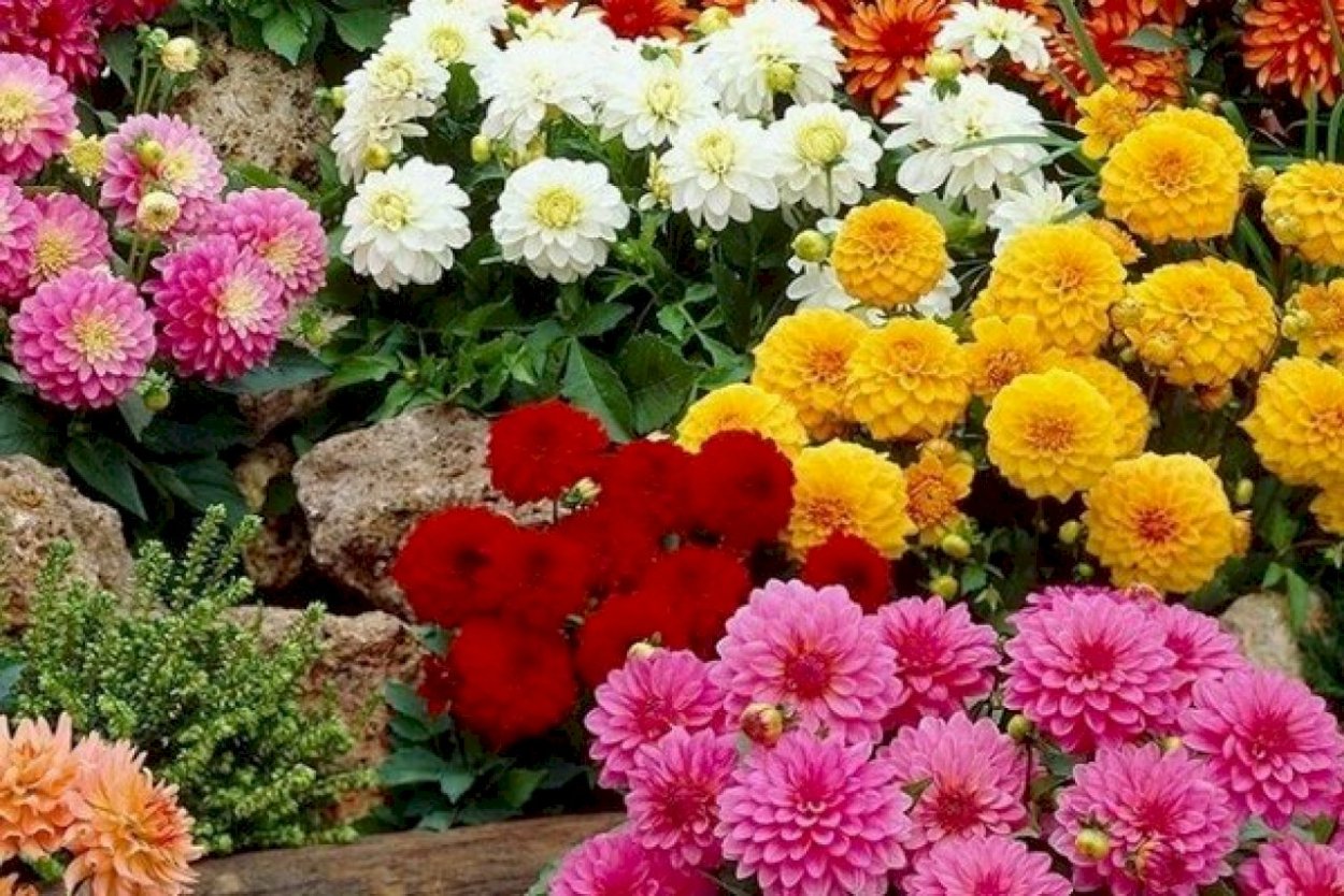 Многолетники хризантемы низкорослые