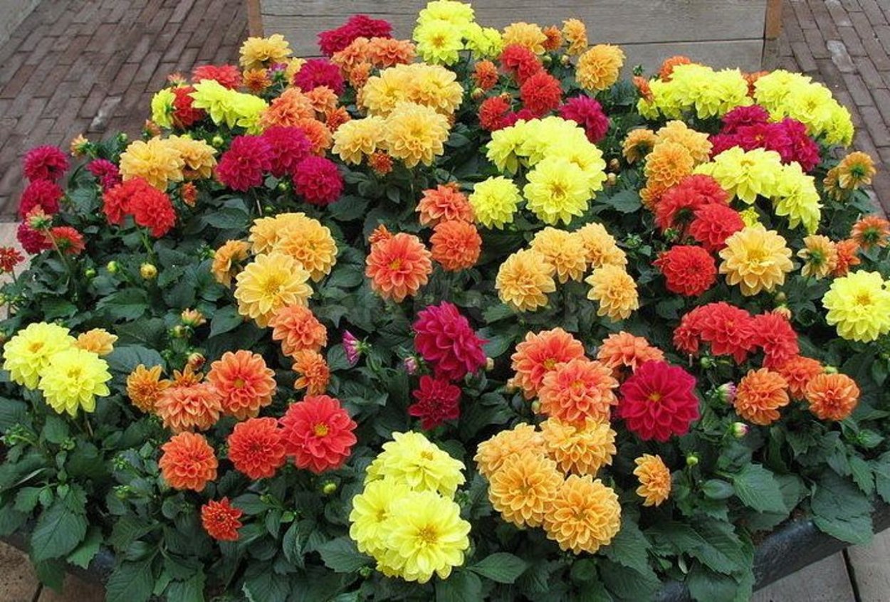 Бордюрные георгины многолетние