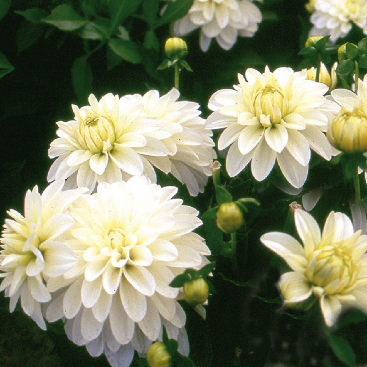 Низкорослые бордюрные георгины многолетние