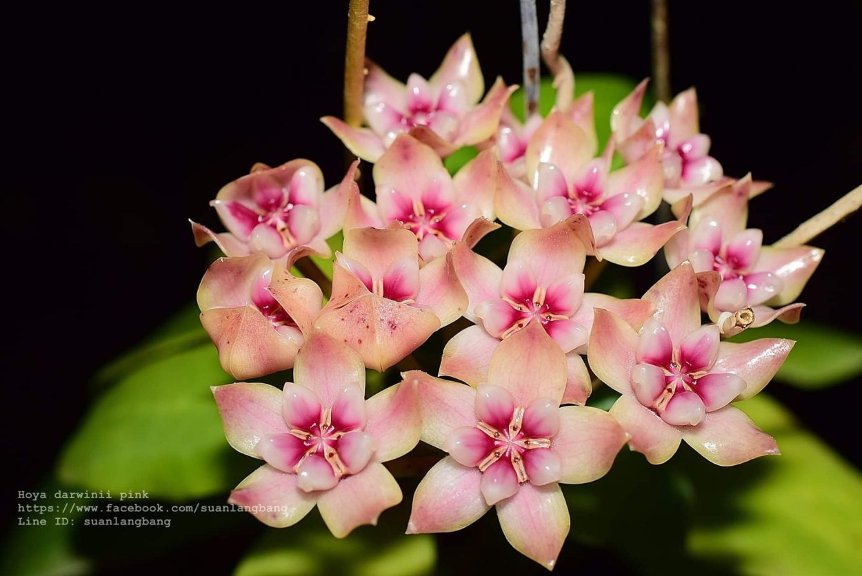 Хойя hanhiae Pink