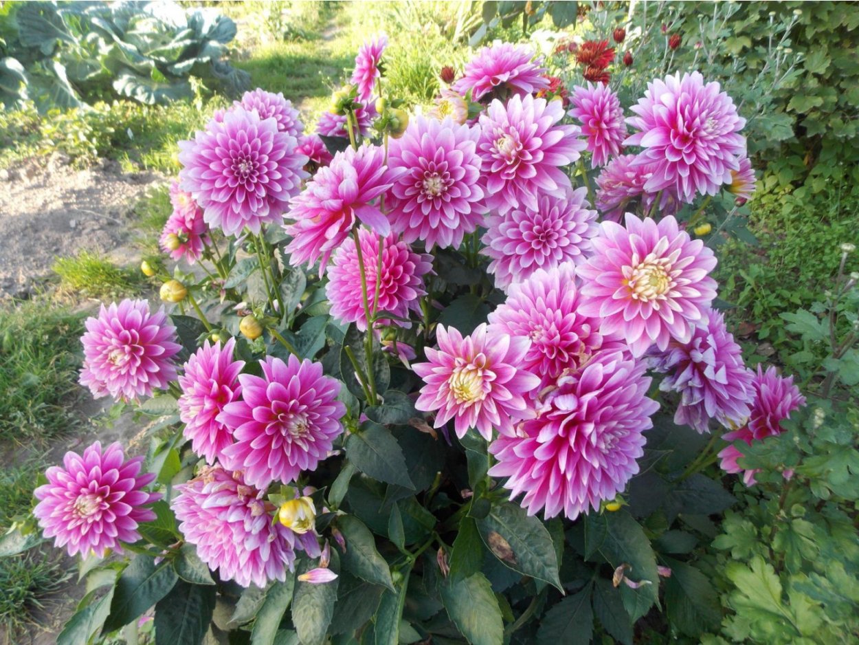 Георгина Гэллери Пинто