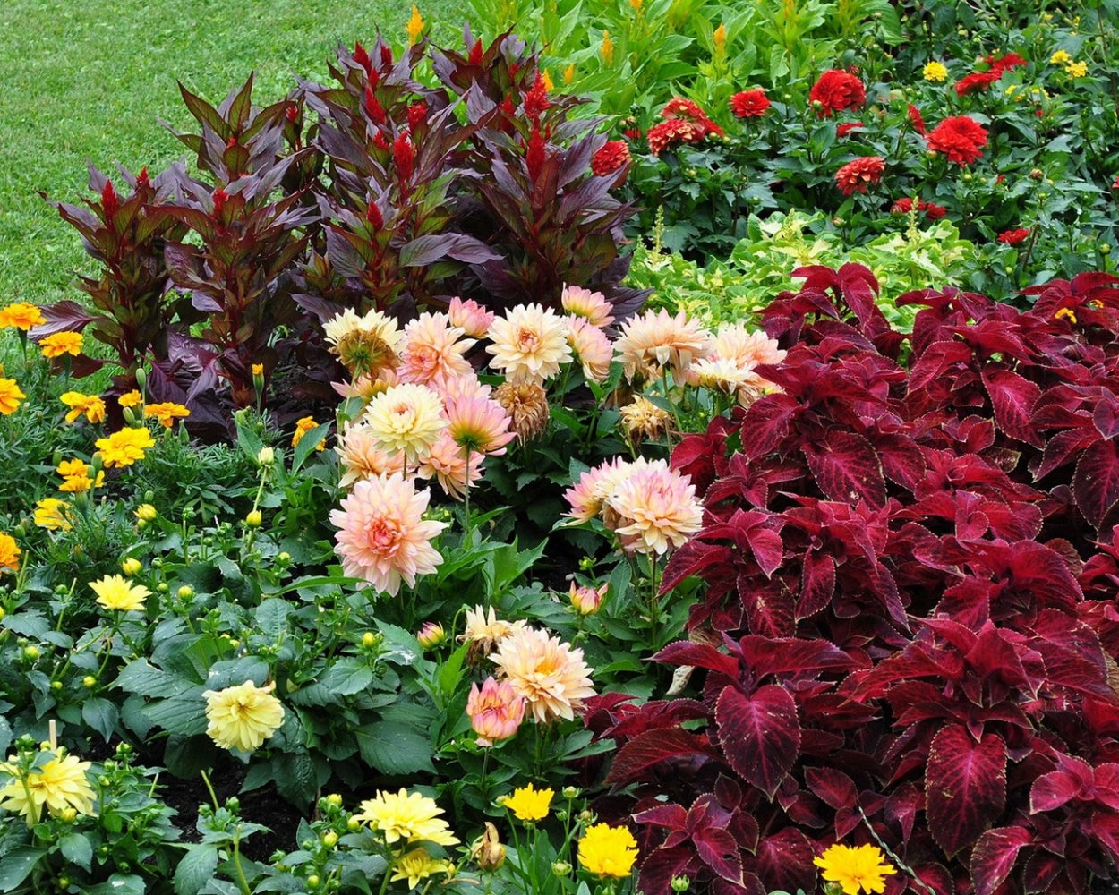 Георгины Гэллери Пабло