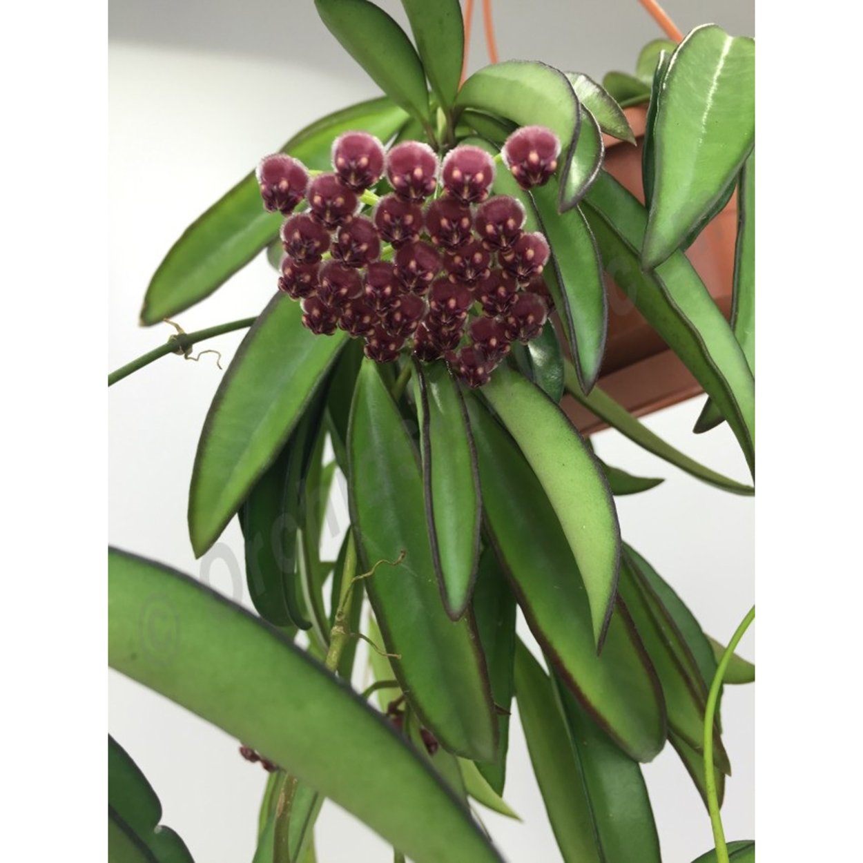 Хойя Кентиана