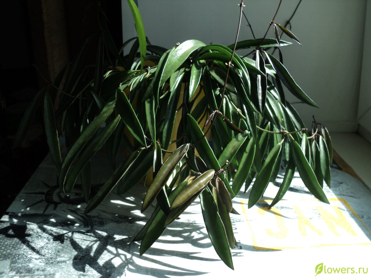 Хойя wayetii China Beans