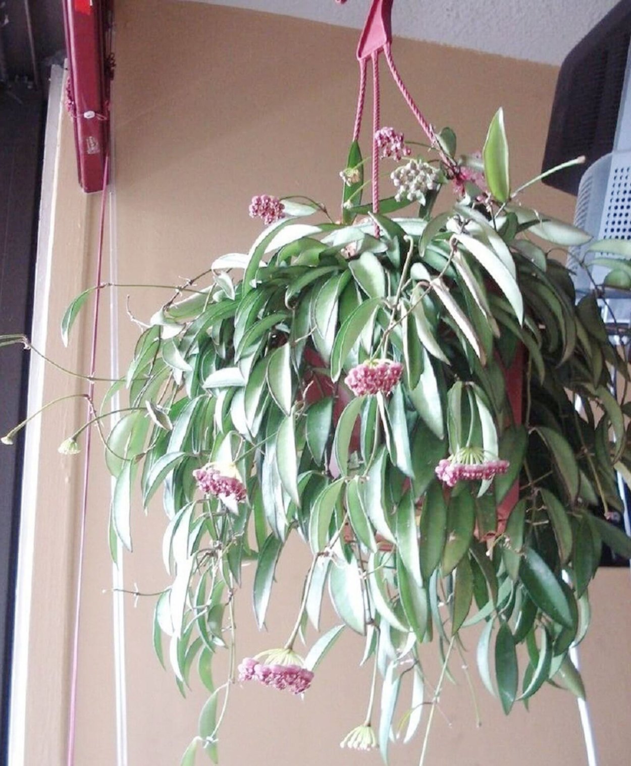 Хойя Кентиана