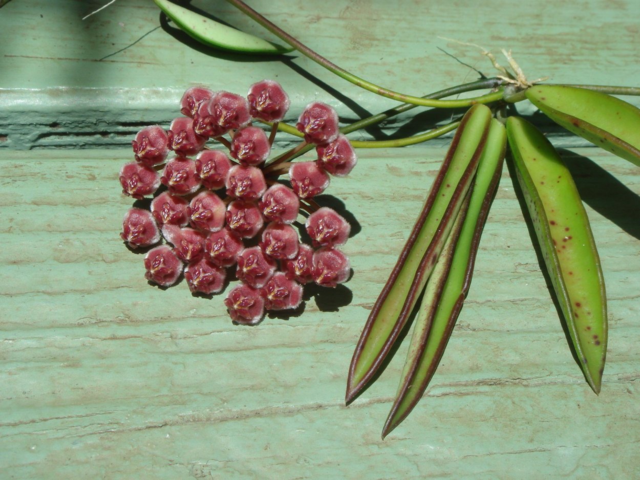 Хойя wayetii Mini