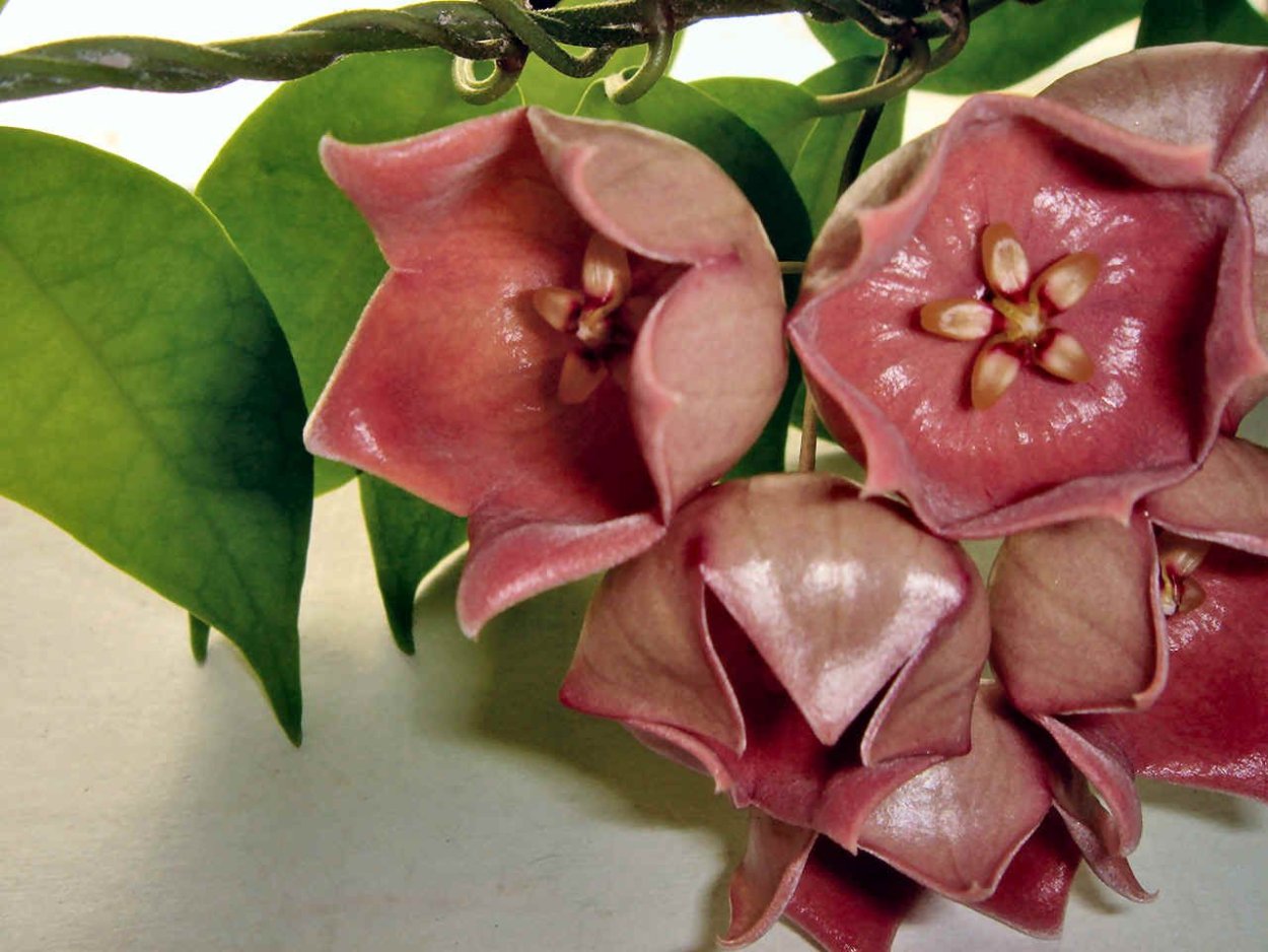 Хойя Hoya Monette