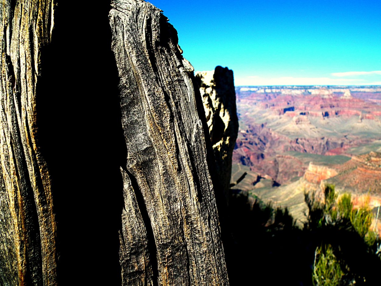 Деревья Аризоны