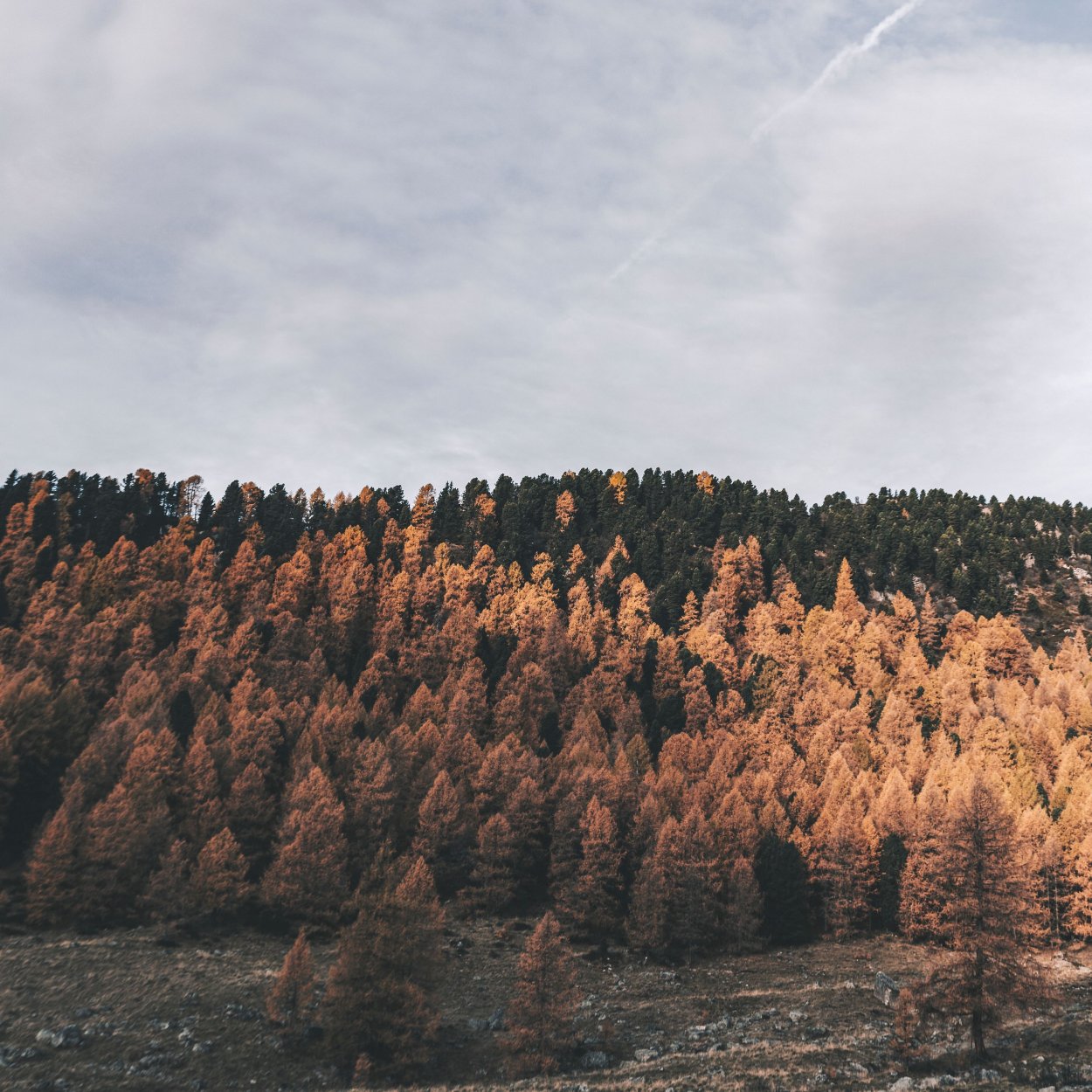 Сосна на скале