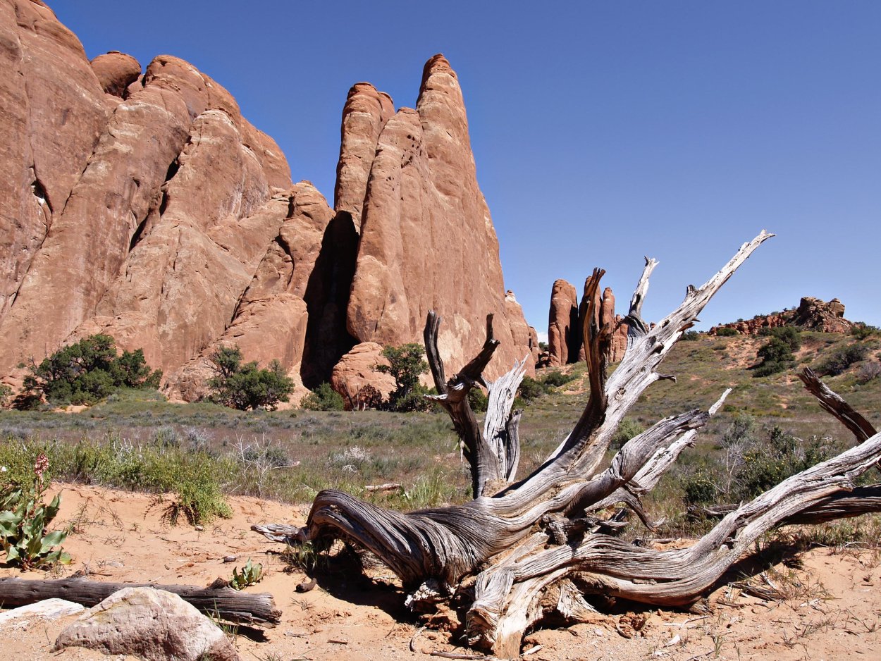 Парк Секвойя в Америке