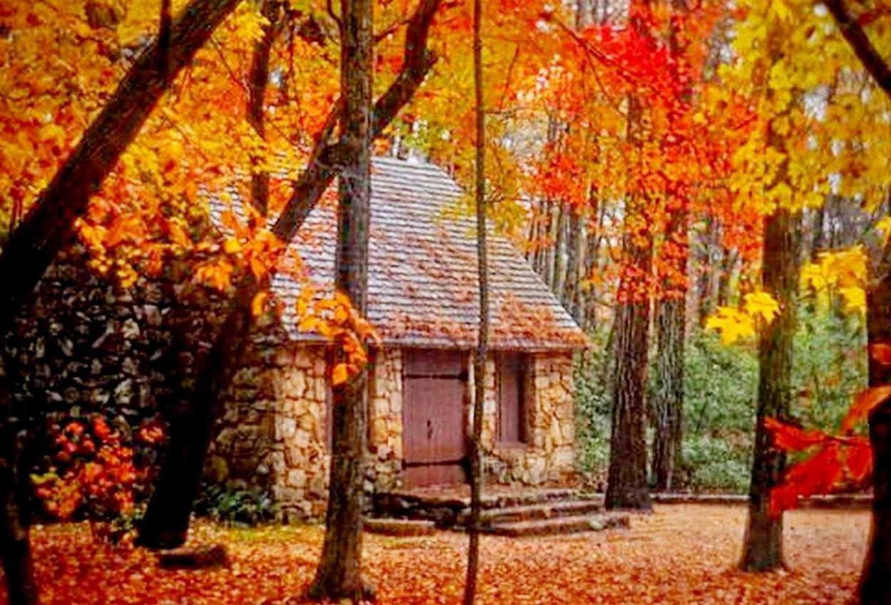 Оранжевый дом в лесу