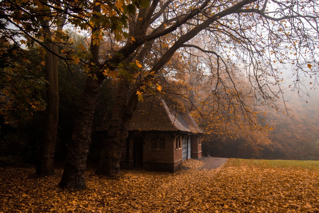 Дом в лесу осенью