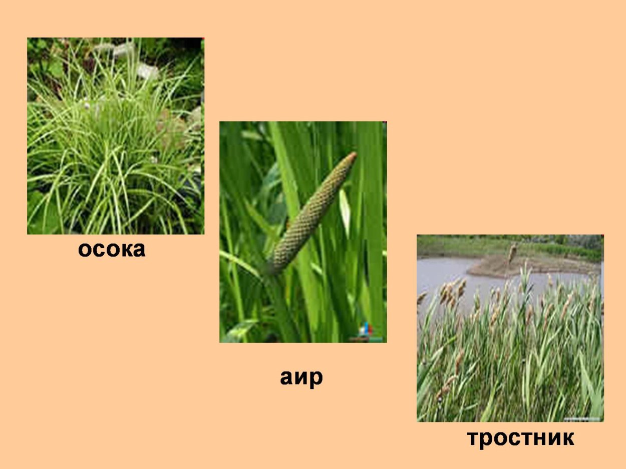 Мятлик Луговой сорняк