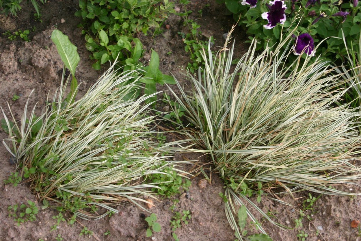 Осока аквариумная