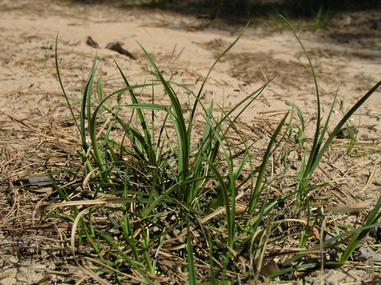 Осока Полевая двудольная