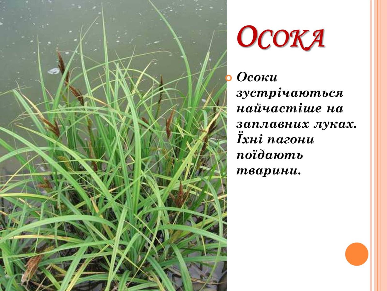 Кустик травы