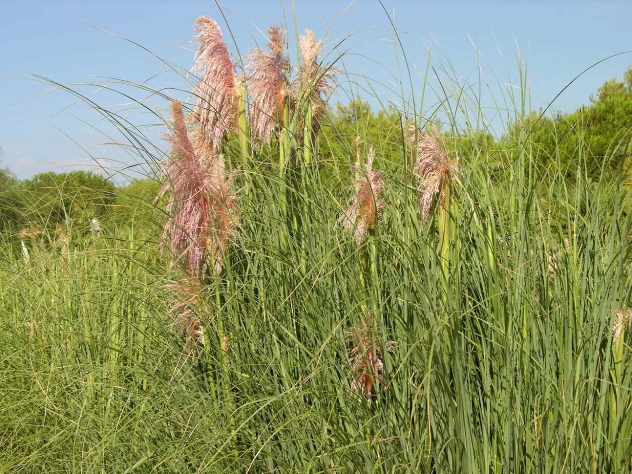 Колосняк ветвистый (Острец)