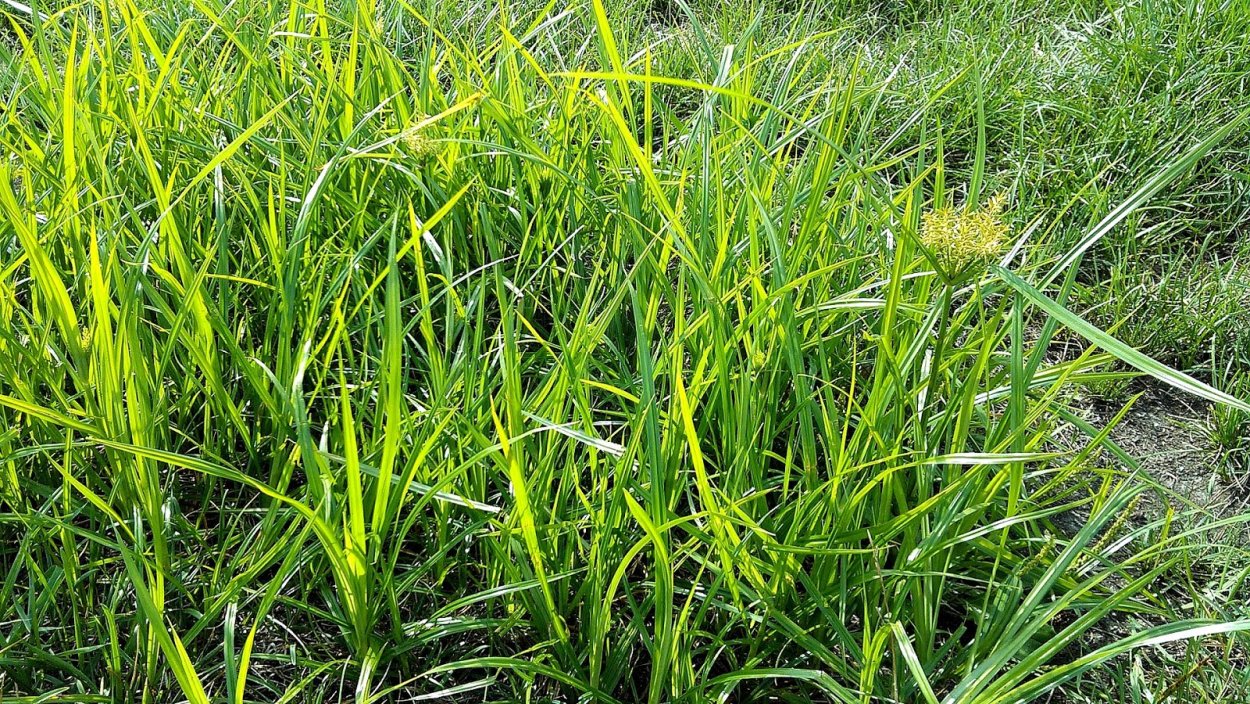 Осока бледноватая (Carex pallescens) 3.5 гр.