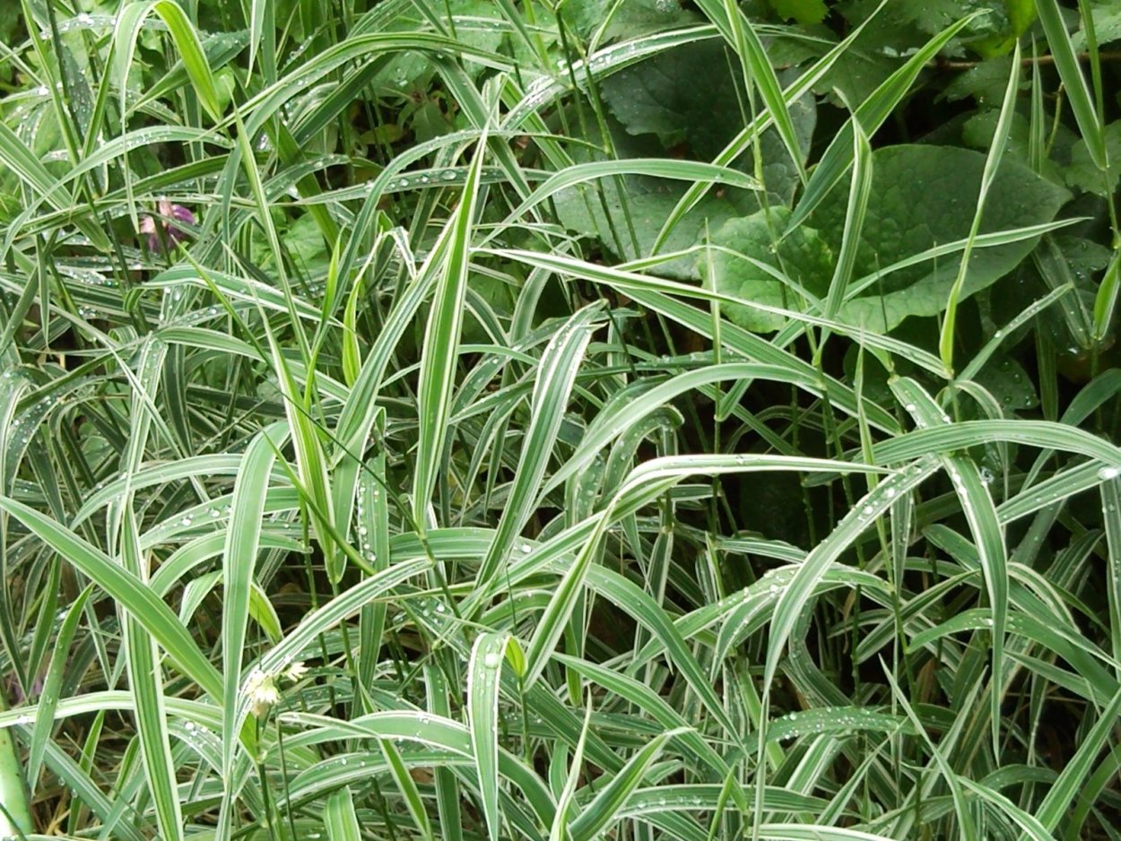 Carex pediformis