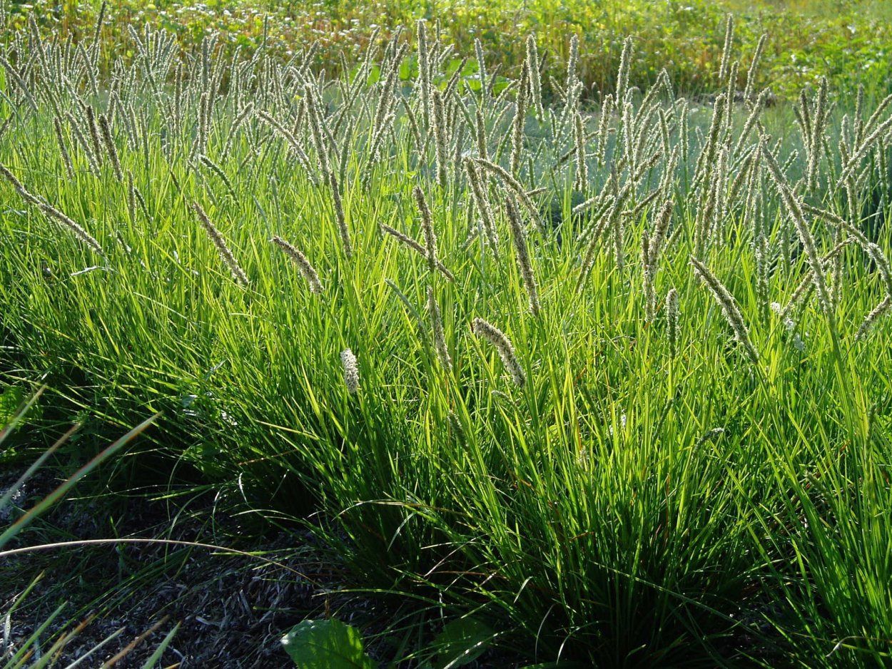 Сныть пырей осот