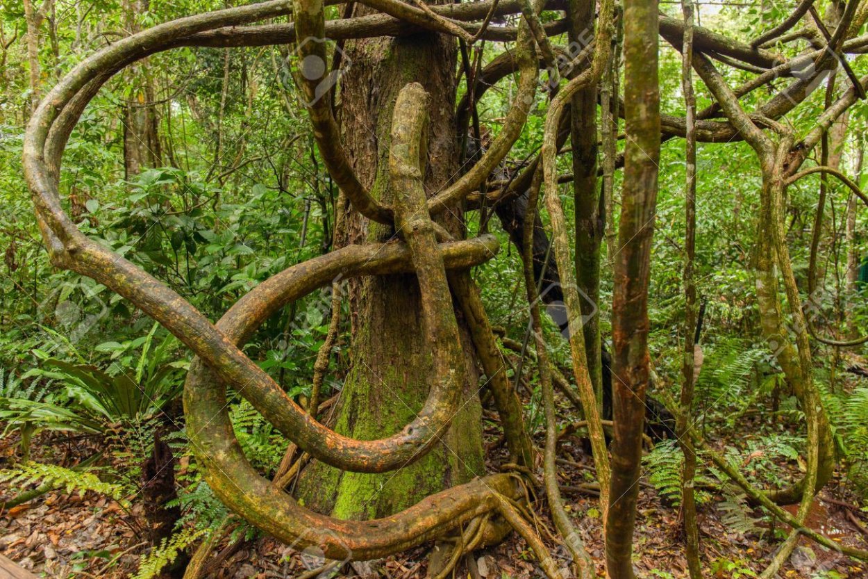 Джунгли Индии запутанные деревья