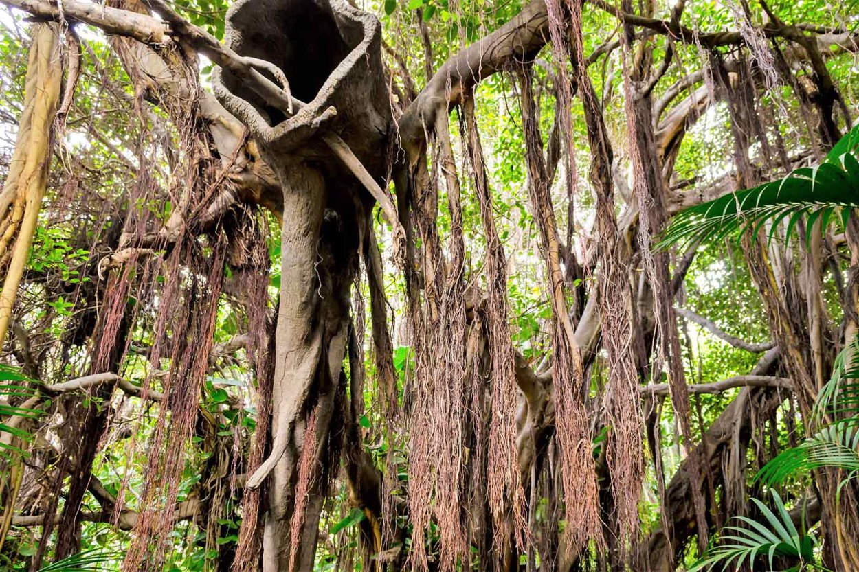 Лианы и Эпифиты