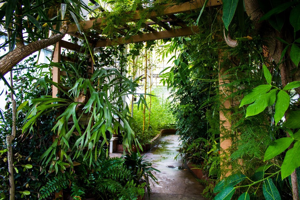 Монстера Лиана в природе