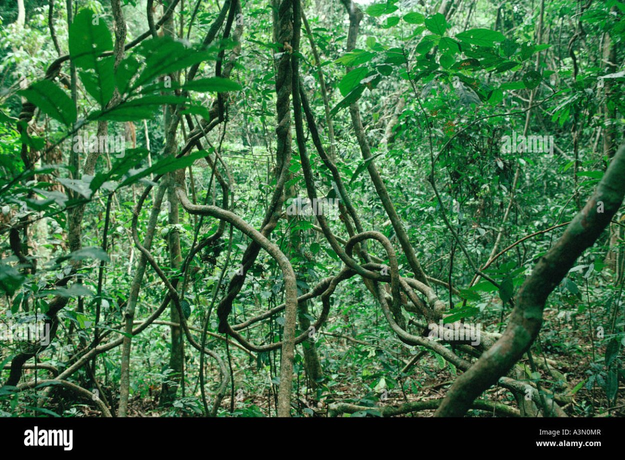 Лианы Уссурийской тайги