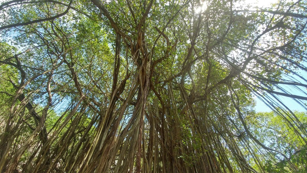 Пальма Лиана ротанг