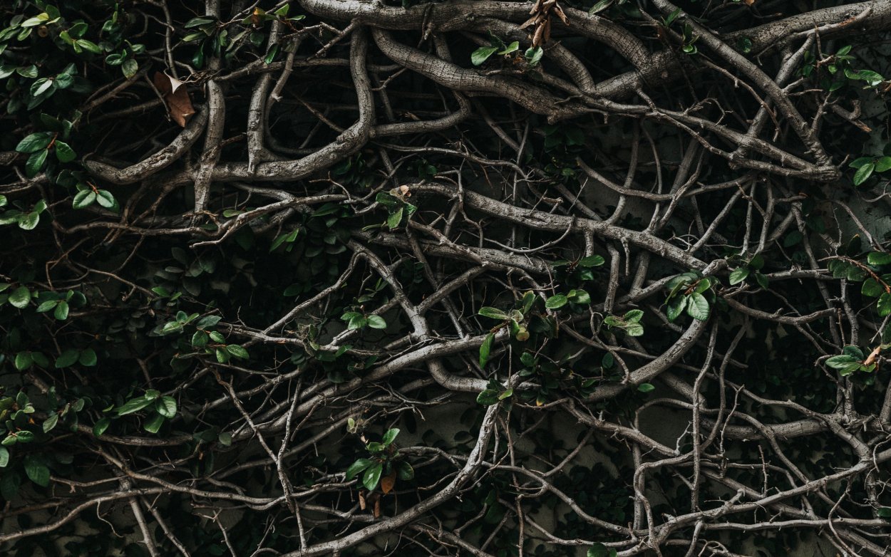 Переплетение веток