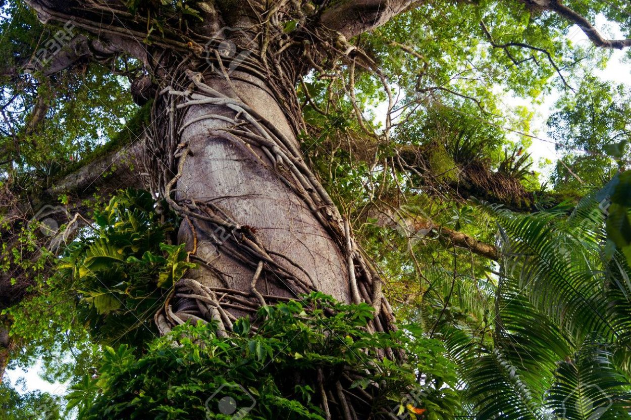 Лиана кровн