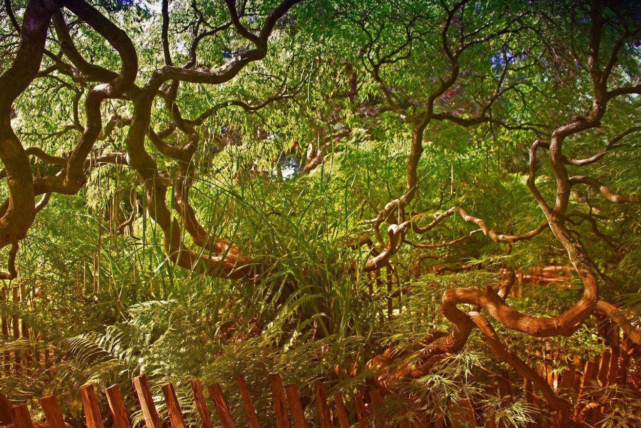 Чунцин тропические джунгли