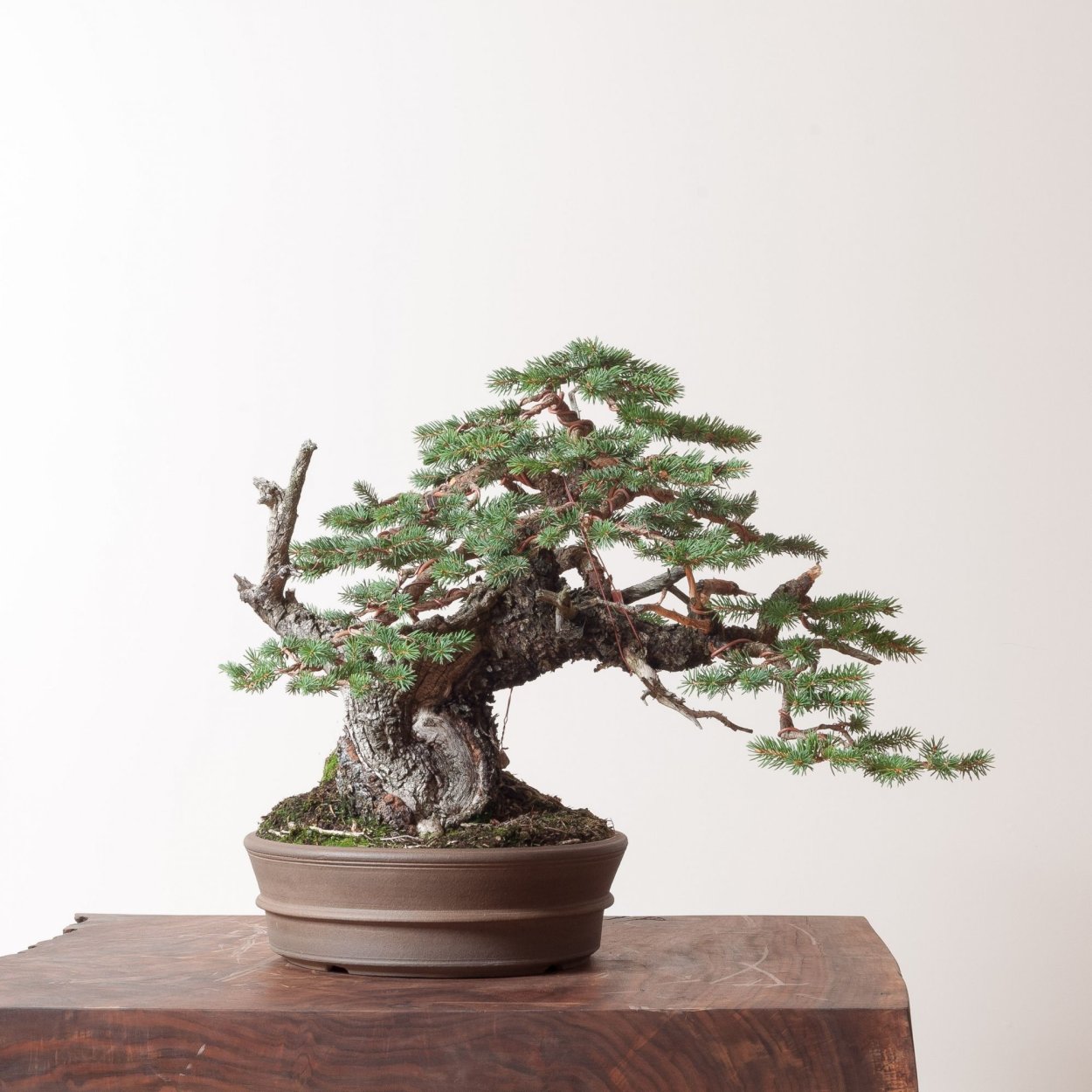 Пихта бонсай