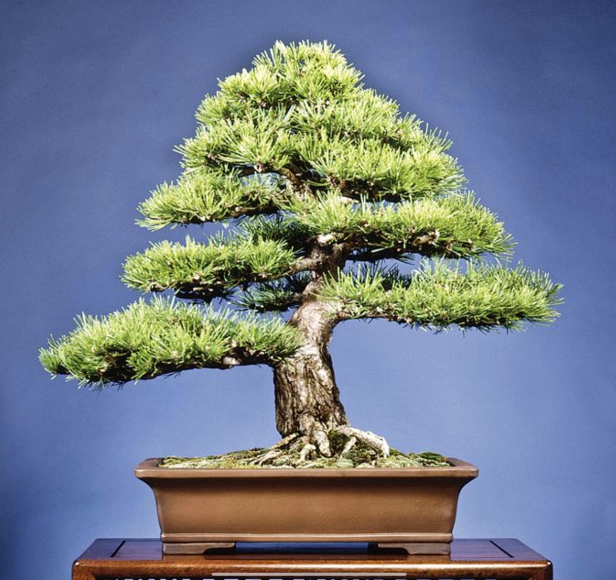 Пихта бонсай