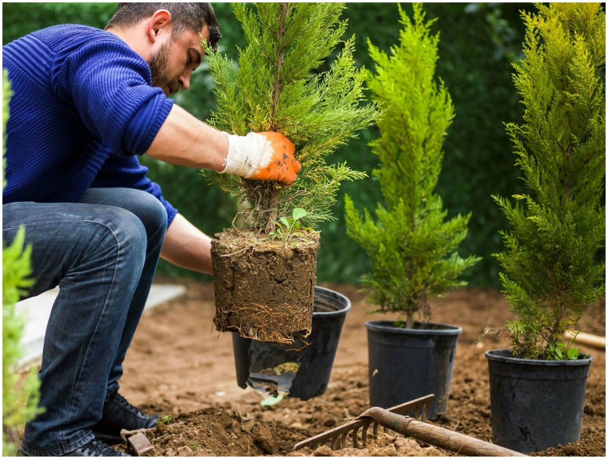 Туя Даника ниваки