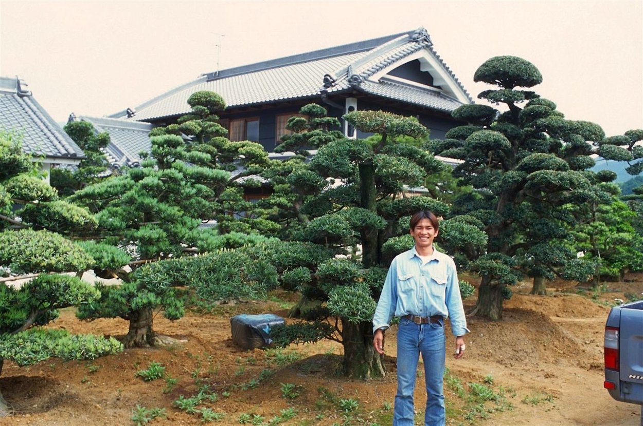 Ель Глаука изгородь
