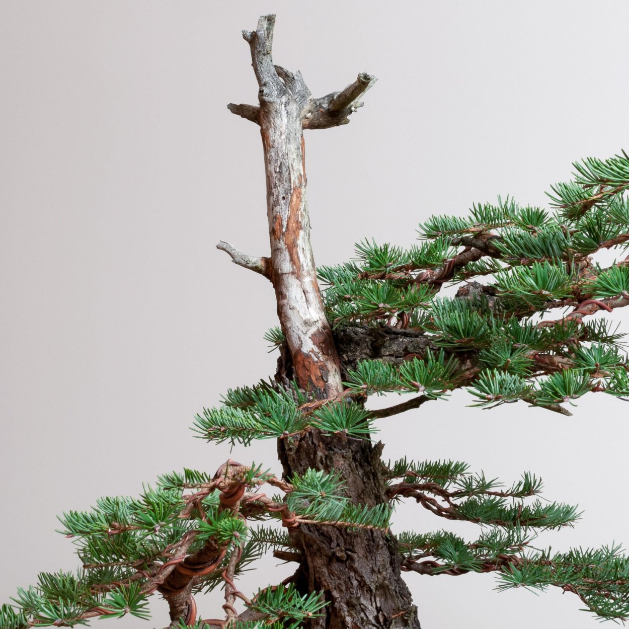 Сосна Мексиканская бонсай