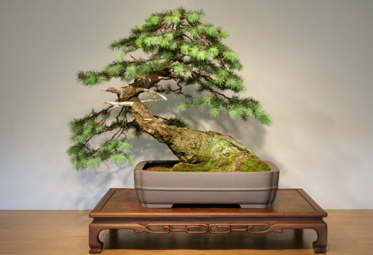 Псевдотсуга бонсай