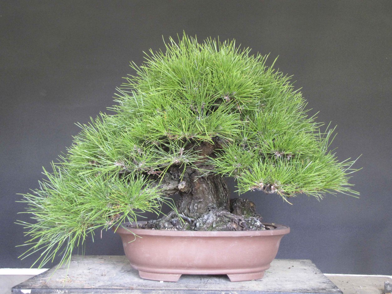 Ель Нобилис в горшках