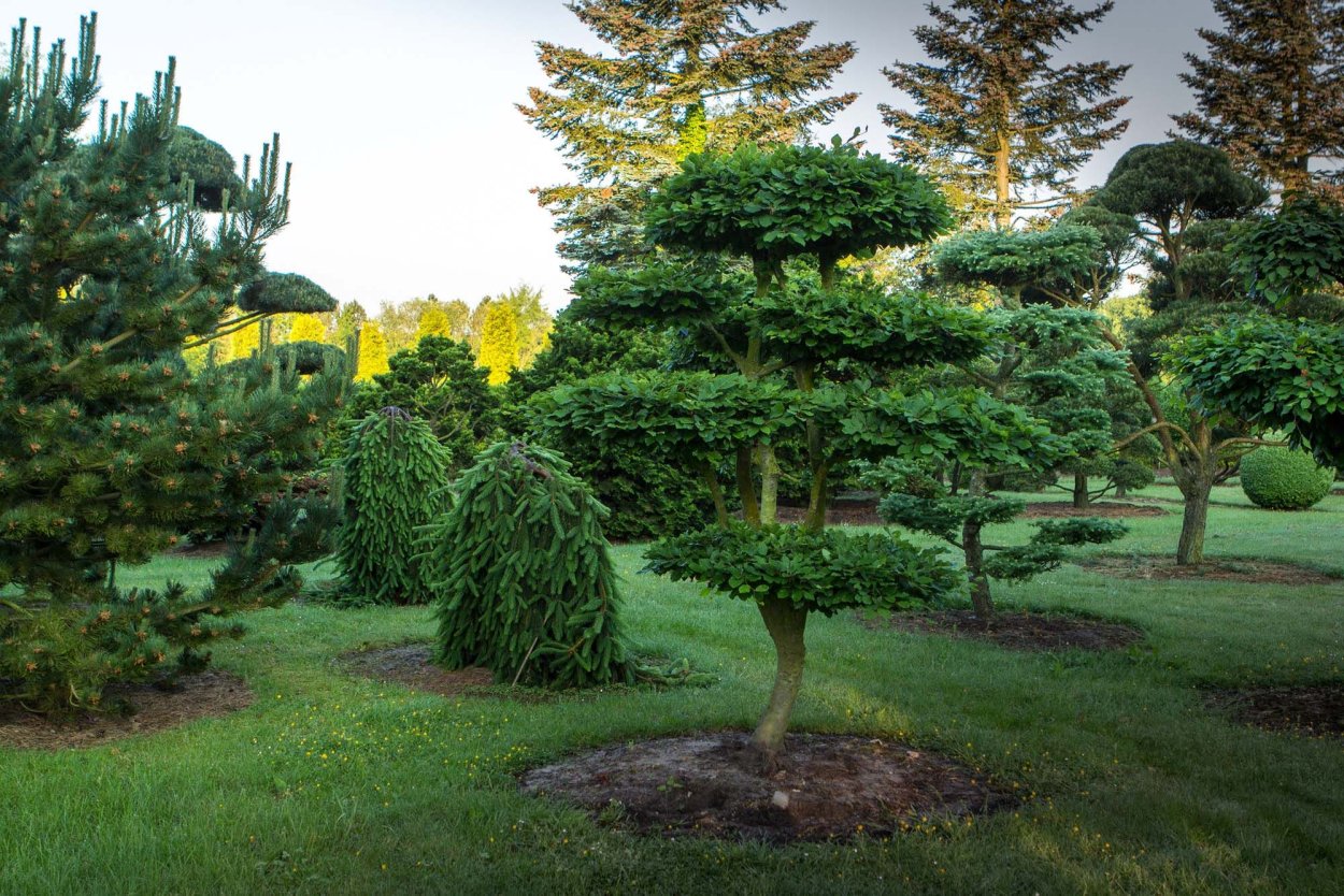 Ель Нидиформис ниваки