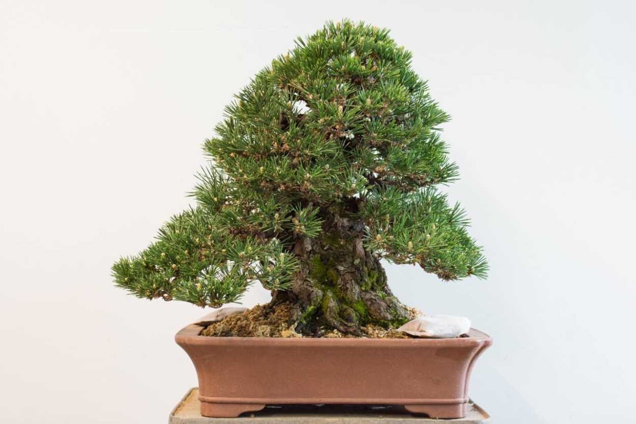 Пихта бонсай