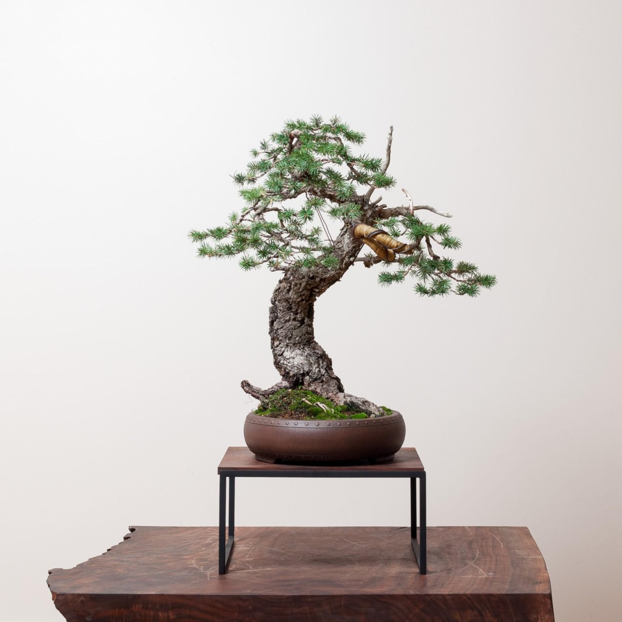 Бонсай, Горная сосна