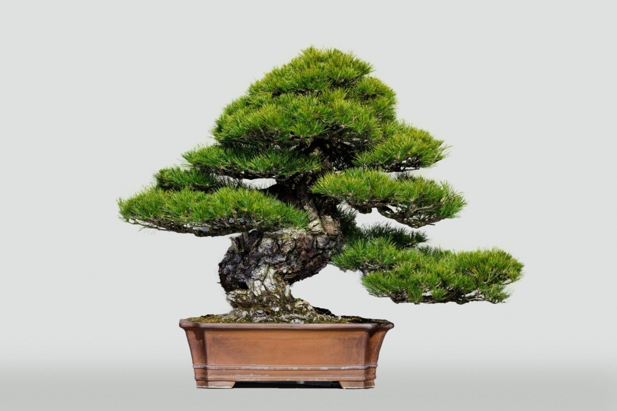 Пихта Нордмана бонсай