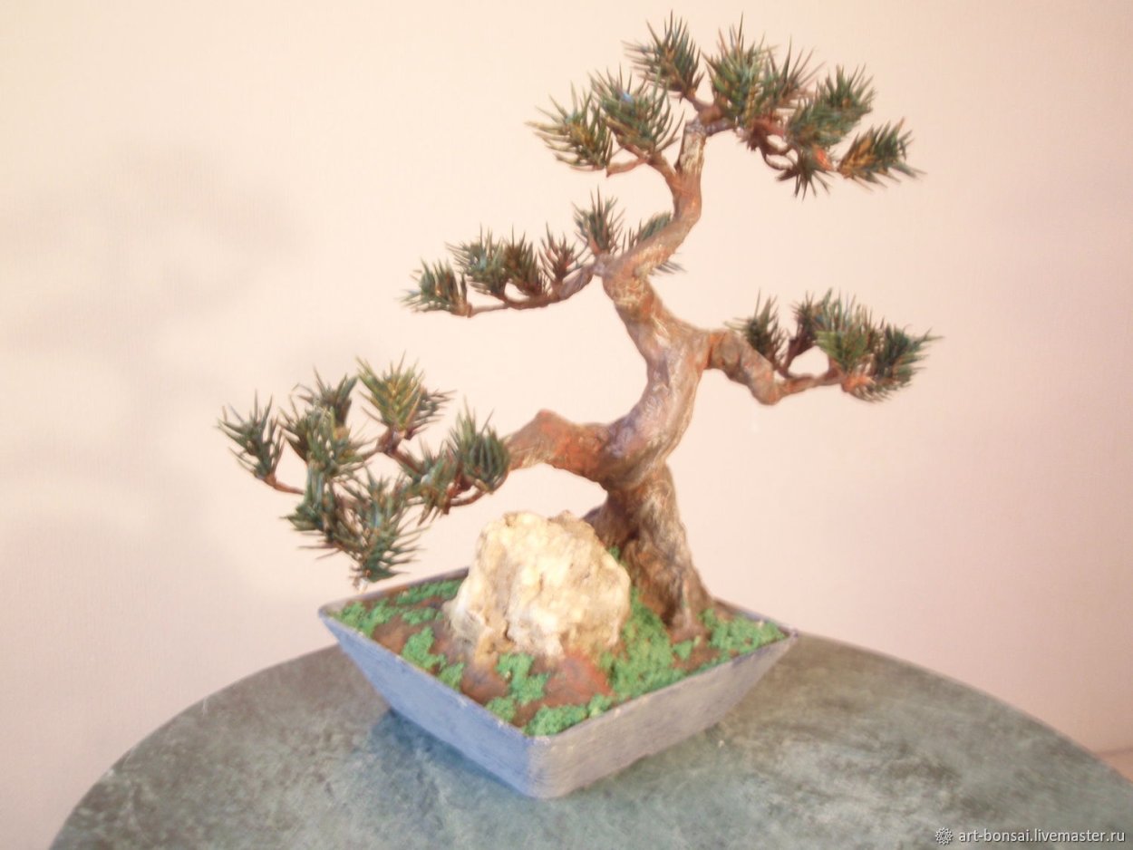 Китайская ель бонсай